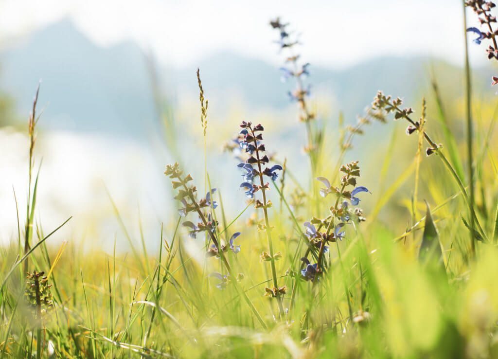 favai-hills-about-nature_green